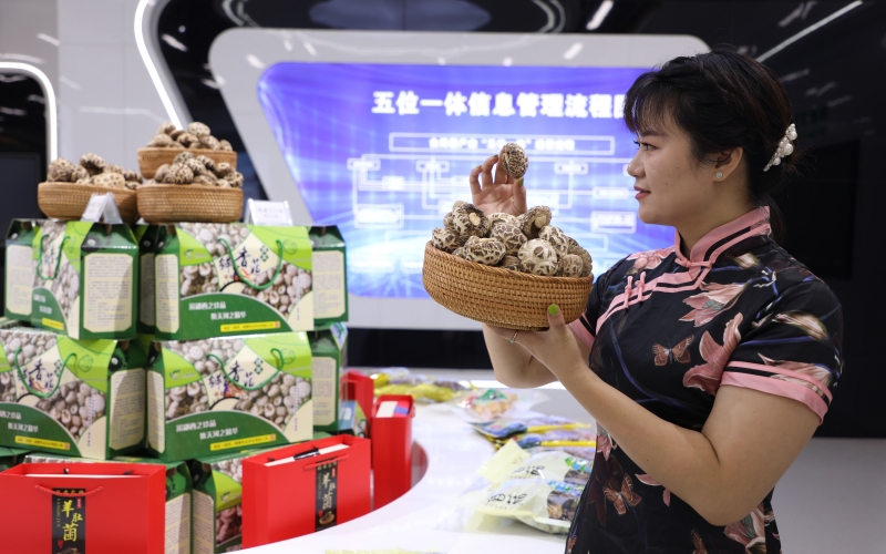 湖北鄖西 五大百億產(chǎn)業(yè)集群“頂起”工業(yè)經(jīng)濟，食用農(nóng)產(chǎn)品研發(fā)賦能鄉(xiāng)村振興
